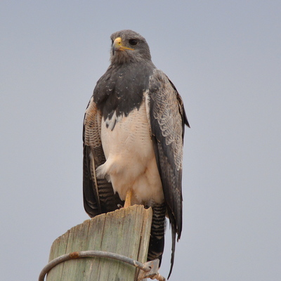 Long-Winged Harrier (2)